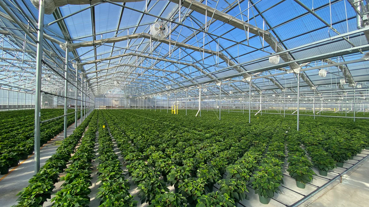 Interior of a DC7 group commercial greenhouse facility